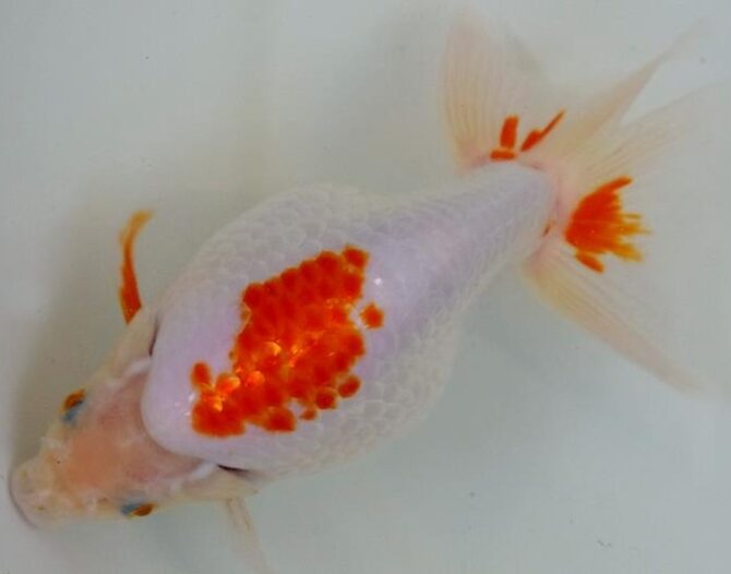 いづもナンキン２歳優秀魚　南谷氏作　
