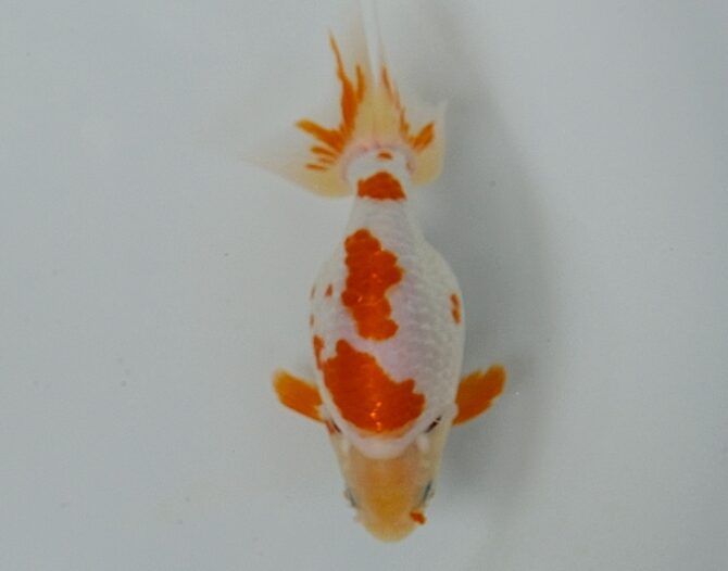 葉月のいづもナンキン便り　優良魚２歳～４歳　９月２１日公開