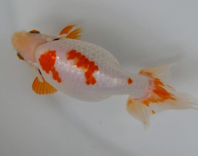 葉月のいづもナンキン便り　優良魚２歳～４歳　９月２１日公開