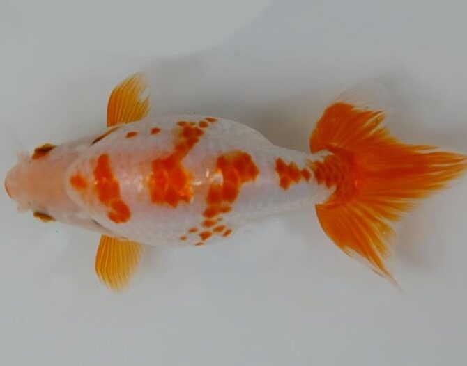 葉月のいづもナンキン便り　優良魚２歳～４歳　９月２１日公開