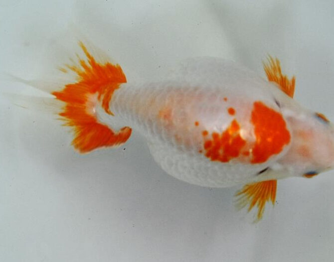 いづもナンキン２歳優秀魚　南谷氏作　