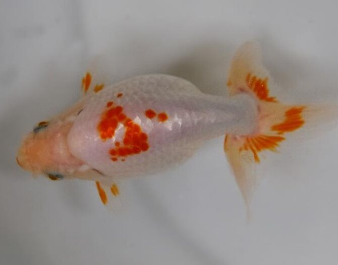 葉月のいづもナンキン便り　優良魚２歳～４歳　９月２１日