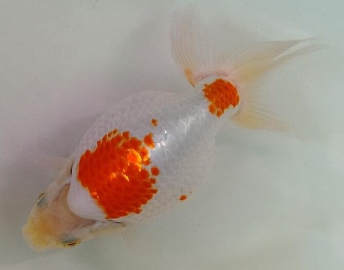 いづもナンキン２歳優秀魚　南谷氏作　