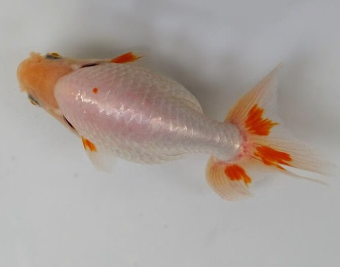葉月のいづもナンキン便り　優良魚２歳～４歳　９月２１日