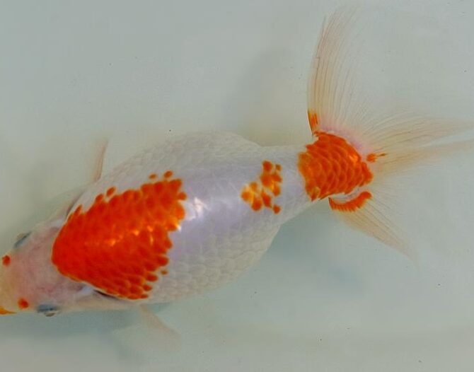 いづもナンキン２歳優秀魚　南谷氏作　