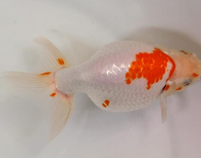 いづもナンキン２歳優秀魚　南谷氏作　