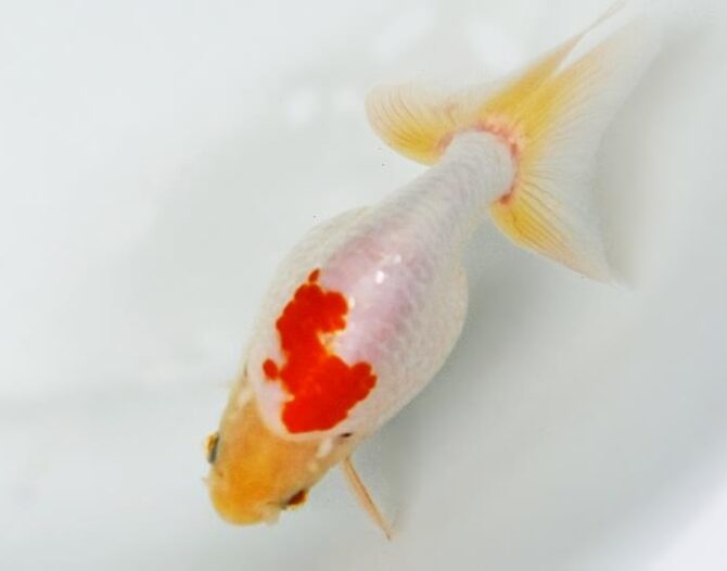 葉月のいづもナンキン便り　優良魚２歳～４歳　９月２１日