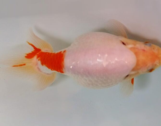 いづもナンキン２歳優秀魚　南谷氏作　