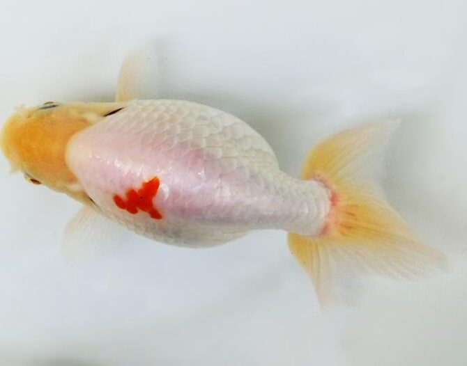 葉月のいづもナンキン便り　優良魚２歳～４歳　９月２１日