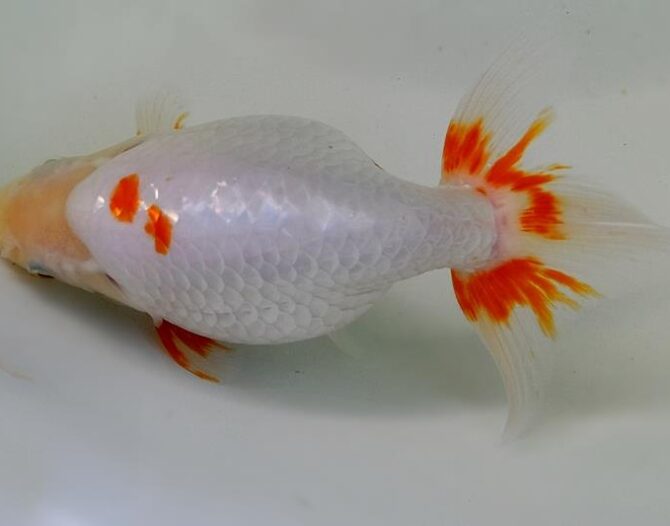 いづもナンキン２歳優秀魚　南谷氏作　