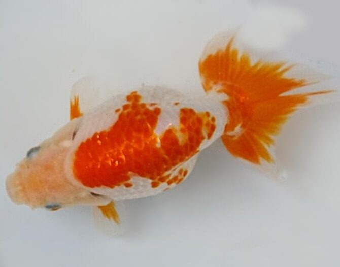 葉月のいづもナンキン便り　優良魚２歳～４歳　９月２１日