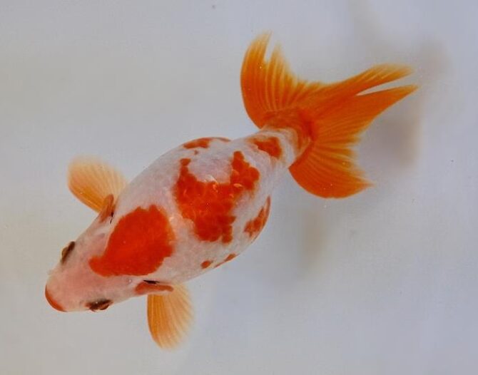 秋晴のいづもナンキン便り 2歳良魚 10月1日公開