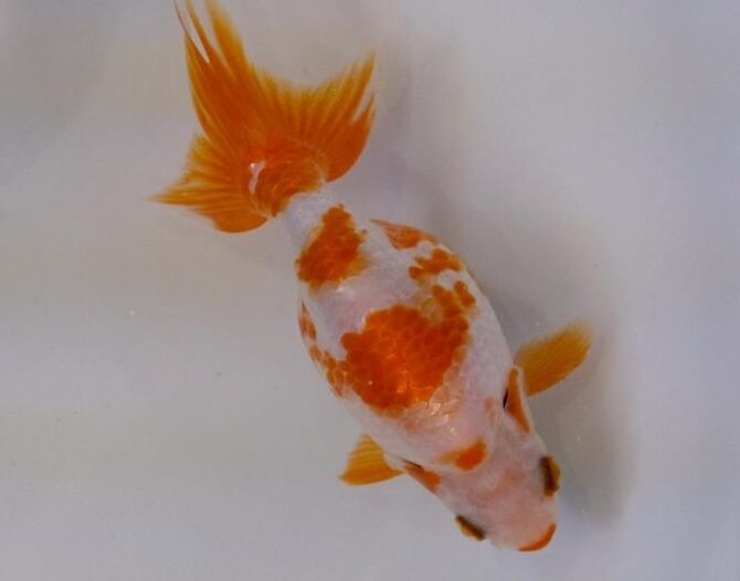秋晴のいづもナンキン便り 2歳良魚 10月1日公開