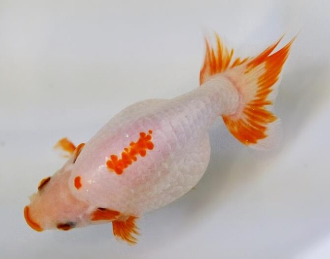 秋晴のいづもナンキン便り 2歳良魚 10月1日公開