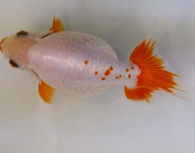 秋晴のいづもナンキン便り 2歳良魚 10月1日公開