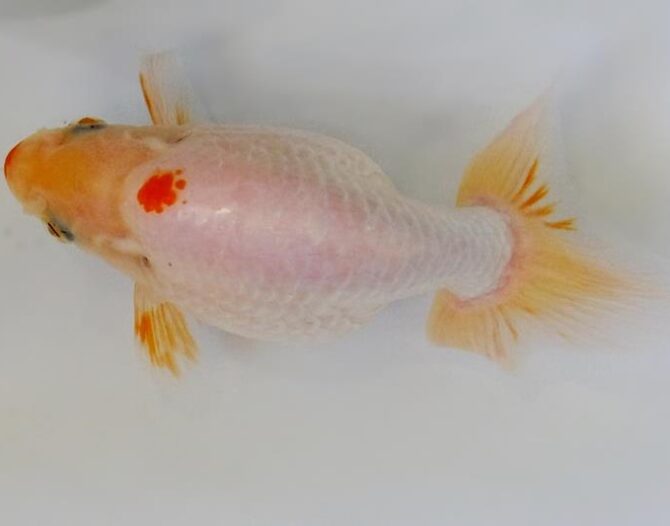 秋晴のいづもナンキン便り 2歳良魚 10月1日公開