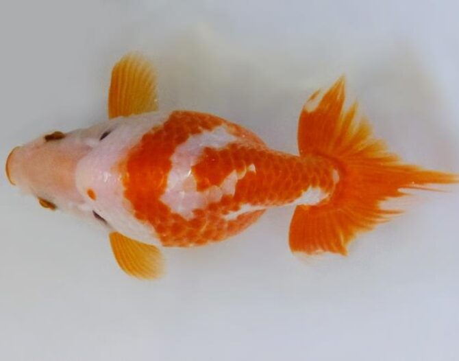 秋晴のいづもナンキン便り 2歳良魚 10月1日公開
