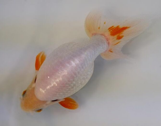 秋晴のいづもナンキン便り 2歳良魚 10月1日公開