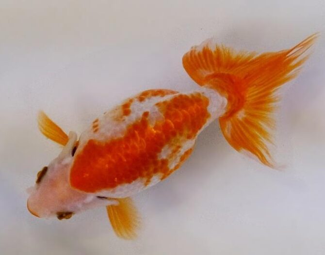 秋晴のいづもナンキン便り 2歳良魚 10月1日公開