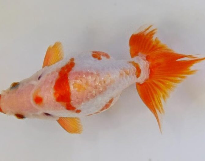 秋晴のいづもナンキン便り 2歳良魚 10月1日公開