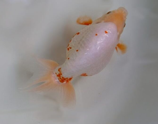 晩秋のいづもナンキン便り　３歳・４歳魚　１０月２５日公開