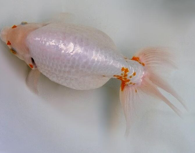 晩秋のいづもナンキン便り　３歳・４歳魚　１０月２５日公開