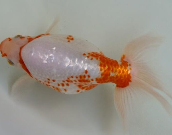 晩秋のいづもナンキン便り　３歳、４歳魚　10月25日公開　26102505