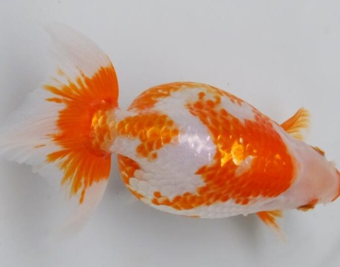 晩秋のいづもナンキン便り　３歳、４歳魚　10月25日公開　26102506