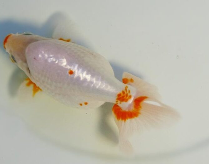 晩秋のいづもナンキン便り　３歳、４歳魚　10月25日公開　26102508