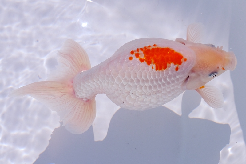 いづもナンキン品評会親魚最優秀魚